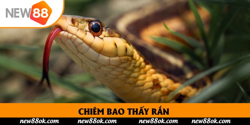 Chiêm Bao Thấy Rắn – Hành Trình Khám Phá Điềm Báo Sâu Kín