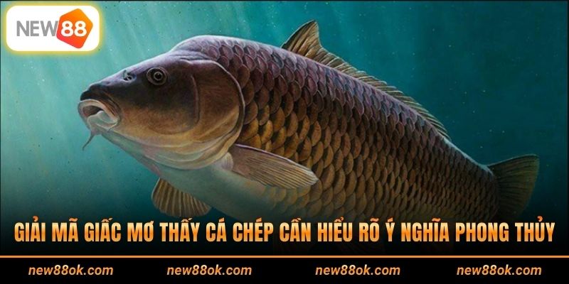 Cùng giải mã giấc mơ thấy cá chép cực chi tiết