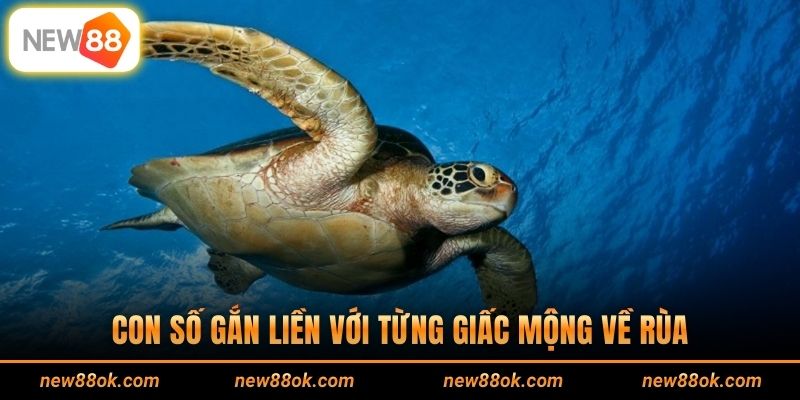 Con số gắn liền với từng giấc mộng về rùa